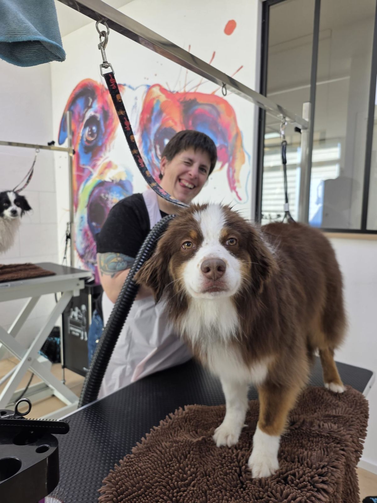 Pratique du toilettage sur un chien au salon-école NEWDOG