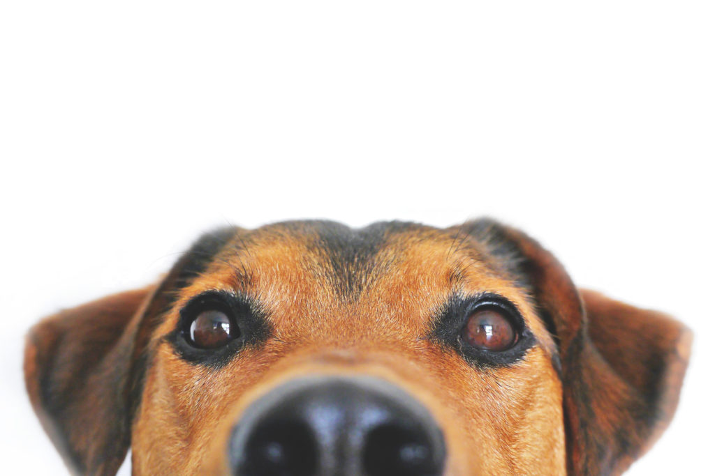 chien regarde en haut