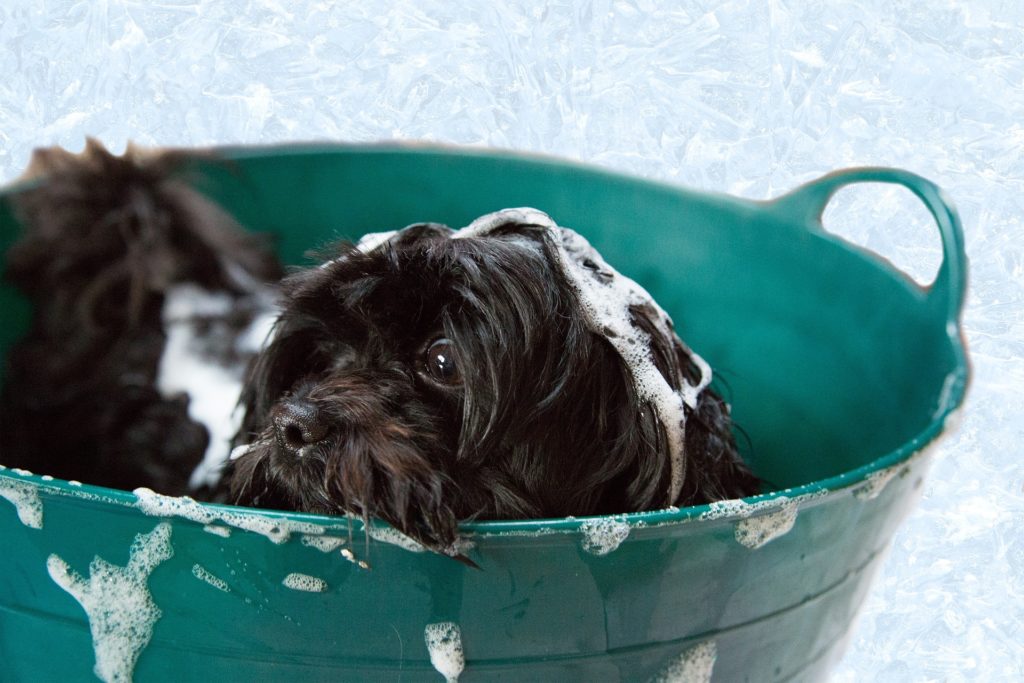 Chien dans baignoire