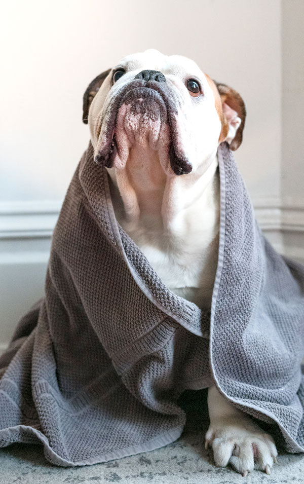 dog-grooming_25